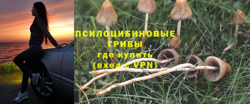 Псилоцибиновые грибы MAGIC MUSHROOMS  Жердевка 